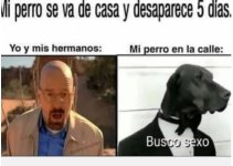 Mi perro v 4.1.1 ,prros.jpeg