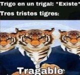 Tragable ,prros.jpg