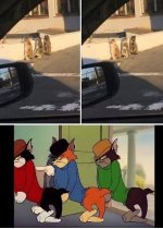 Mimm sobre gatitos v 2.2.4 ,prros.jpeg