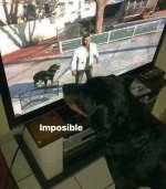 Imposible ,prros xdxd.jpg