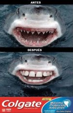 Colgate Maxima protecion prros.jpg
