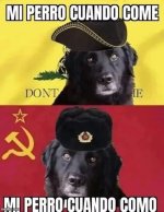 Mi perro ser como v 3.1.2 ,prros.jpg