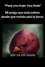 Si pasa ver . Nov prros.jpg