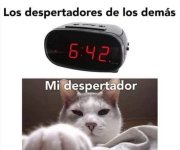 lo importante es levantarse prros.jpg