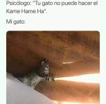 Waos x Mi gato hace el kame hame ha ,ser como v 1.1.4 prros.jpg