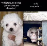Adoptando perro ,ser como prros x v 1.1.7.jpg