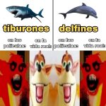 tiburon vs delfin.jpg