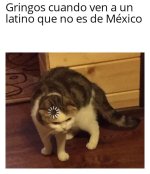 gringos cuando hacen 1n examen d geografia ,ser como prros.jpg