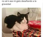 gato anti gravedad ,ser como prros.jpg