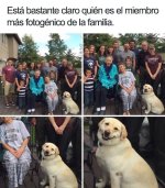 esta claro que... x v 1.1.5 prros.jpg