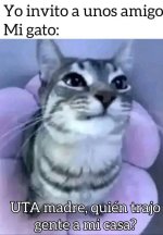 don gato en su casa prros.jpg