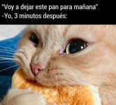 dejar pa mañana prros.jpg
