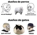 naranja ,digo..vaca prros.jpg