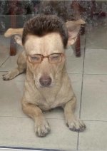 face reveal del autor,prros.jpg