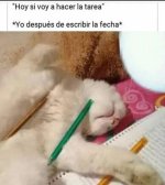 el momento de concentración del dia prros.jpg