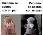 palomas x pan x peruano ,ser como prros.jpg