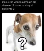 Hola prrs.jpg
