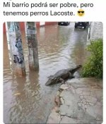 ae x aligator ser como prros x en el hood es otra onda xdxdxd x jajas prros.jpg