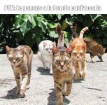 Banda gatuna ,ser como prros.jpeg