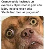 lean bien...prros.jpg