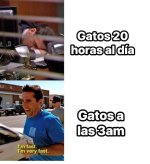 vida diaria d los gatos...ser como prros.jpg