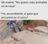 er gato del cerro ya tienen name...le puse juan ,prros.jpg