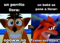 1 perrito llora y 1 bebe llora.jpg