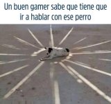 q mision t dara...ese perro, prros.jpg