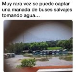 Buses salvajes ,prros.jpg