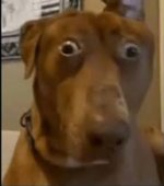perrito sorprendido x v 2.1 plantilla.jpg