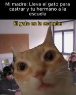 El gato en la escuela equal....jpg