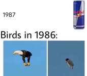 Los pájaros antes del 87 eran otra especie....jpg