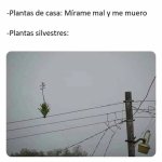 plantas...ok.jpg