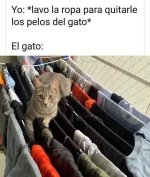 m gato vs la ropa colgada....jpg