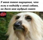momo to Russ v11.jpg